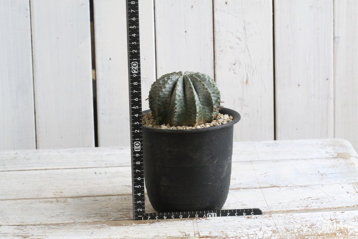 ユーフォルビアホリダ Ver.ゲレンデ 極選抜 神白 B 大きめサイズ ユーフォルビアホリダ Ver.ゲレンデ 極選抜 神白 B 大きめサイズ