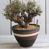 フォークイエリア　プルプシー　国内実生株(鉢付き) フォークイエリア プルプシー 実生 | hanayoshi-botanical