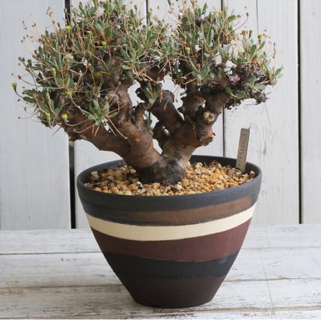 CATEGORY オトンナ | hanayoshi-botanical