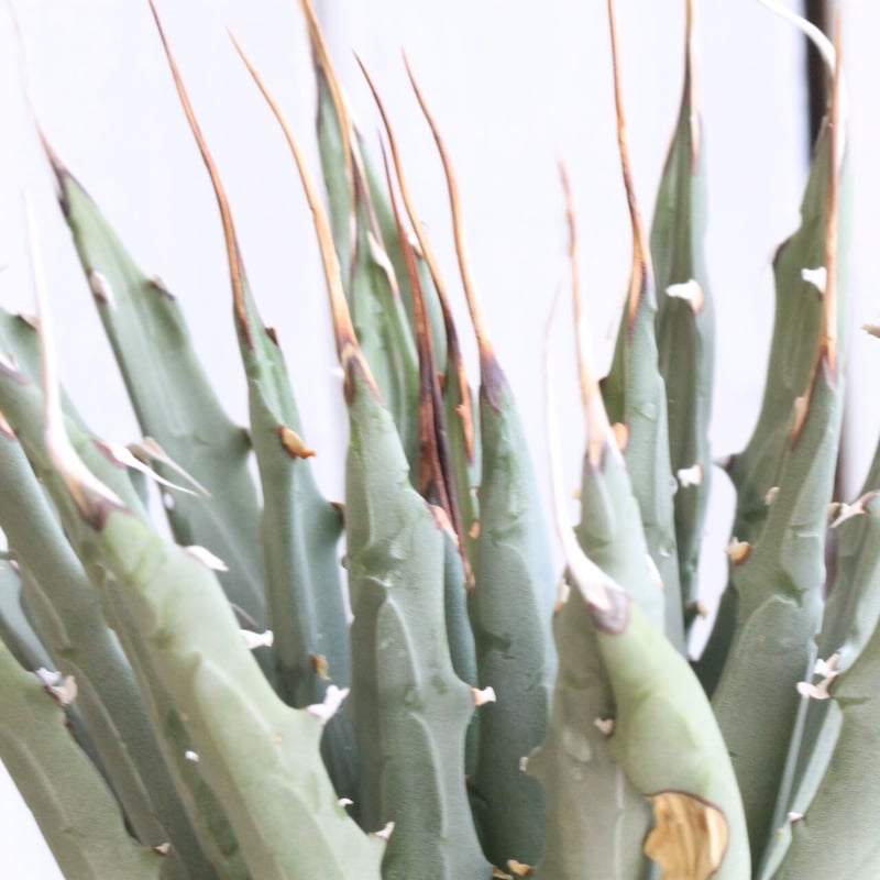 クトゥルフ　アガベ　ユタエンシス　yeitao アガベ ユタエンシス エボリスピナ 'ヘイフォード' (Agave