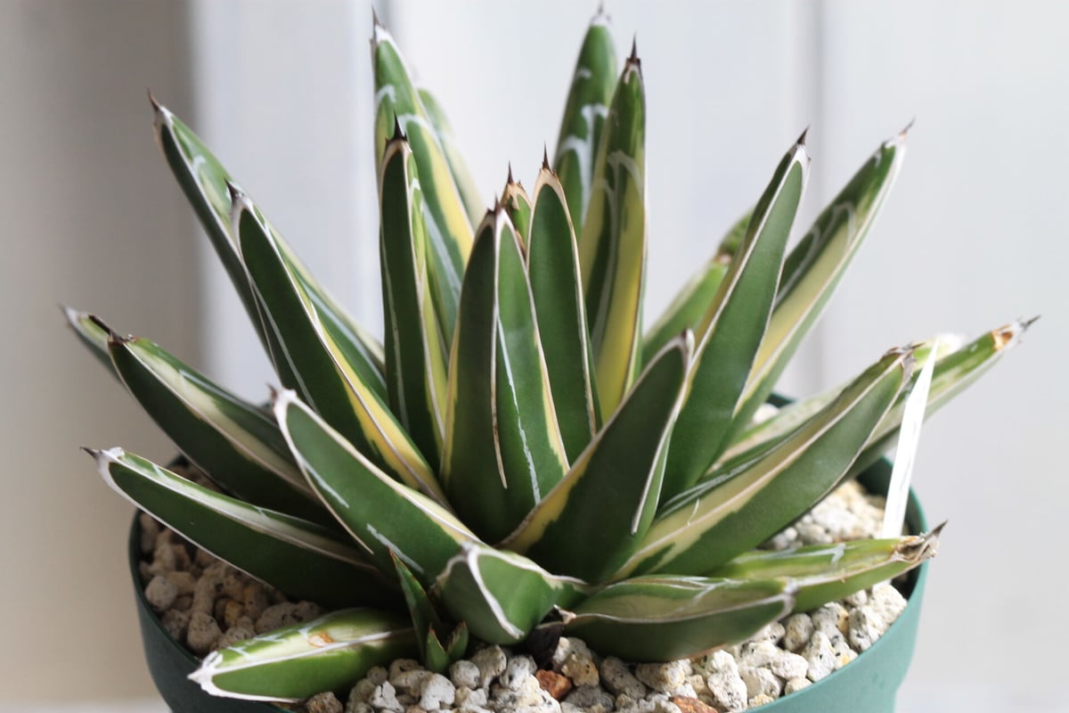 アガベ笹の雪新雪山(ロッキー)中株コレクション個体チタノタ アガベ笹の雪新雪山(ロッキー)中株コレクション個体チタノタ アガベ 笹