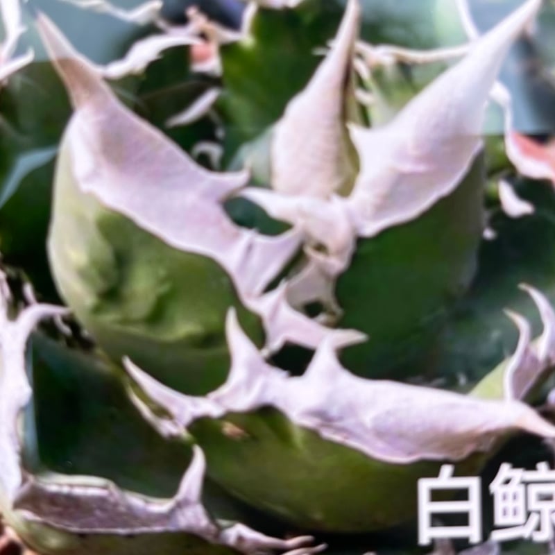 アガベ　agave チタノタ 白鲸 3株