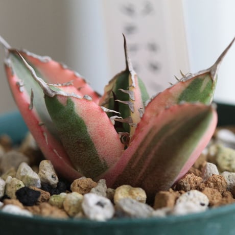 アガベ　チタノタ　スナグルトゥース