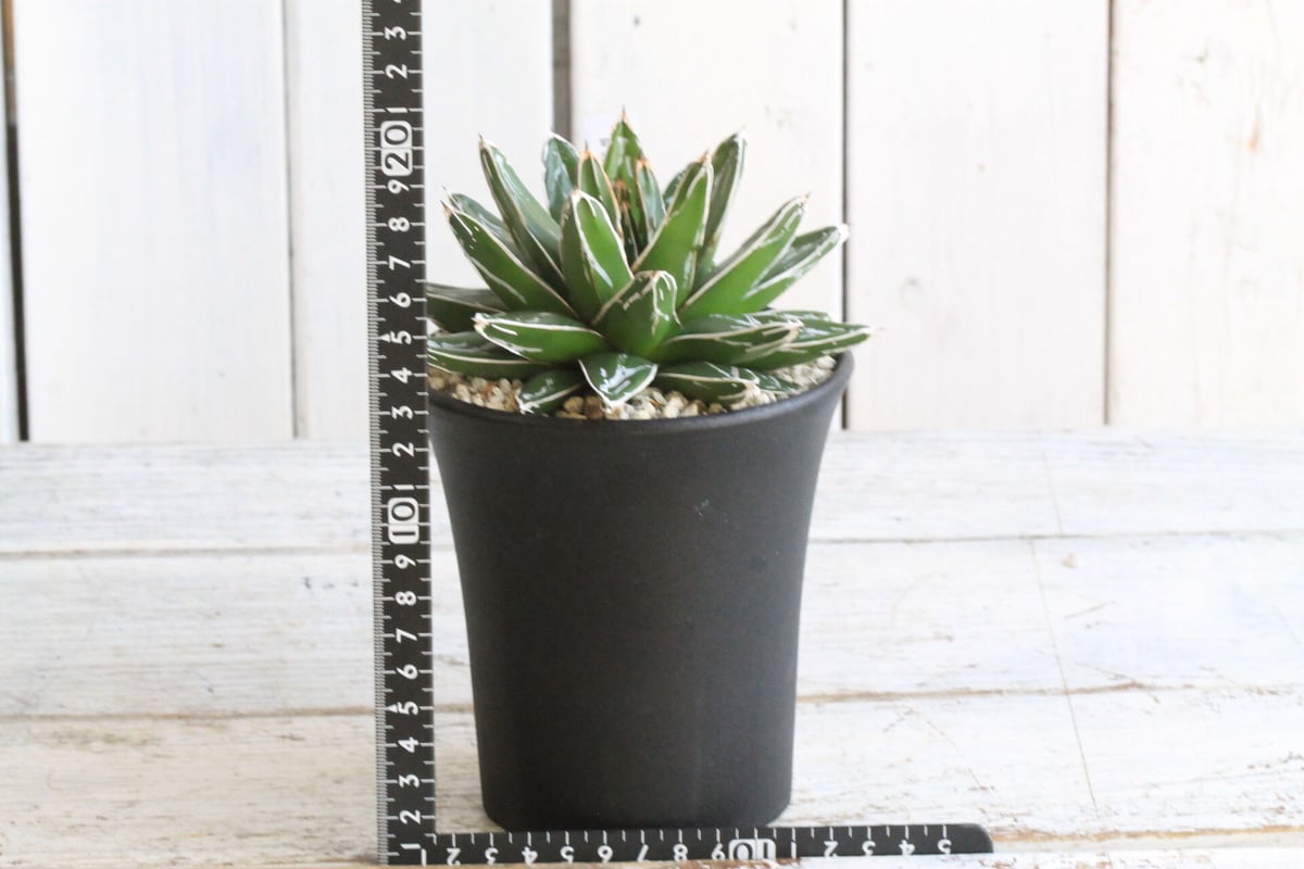 アガベ　笹の雪 アガベ 帯向笹の雪 | hanayoshi-botanical