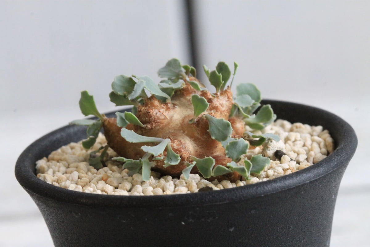 オトンナ　カカリオイデス 実生育成のカカリオイデスも自生地っぽく。今年は冬型も遅めの