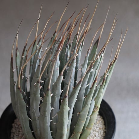 Agave　ユタエンシス　エボリスピナ