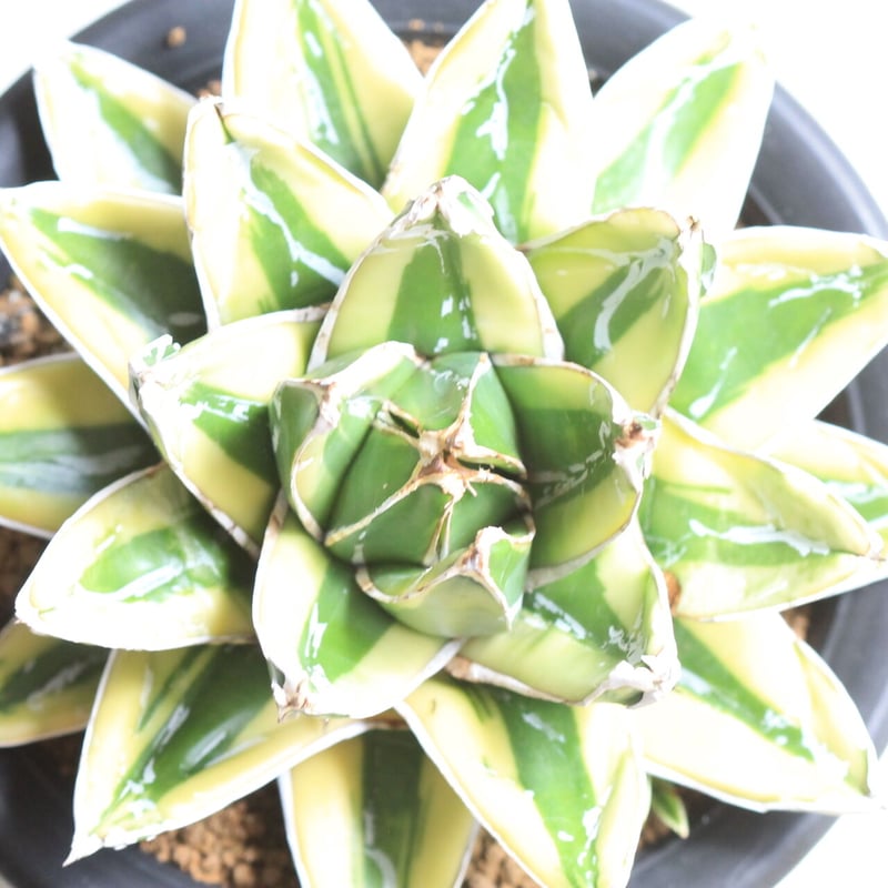 アガベ 笹の雪 輝山 | hanayoshi-botanical