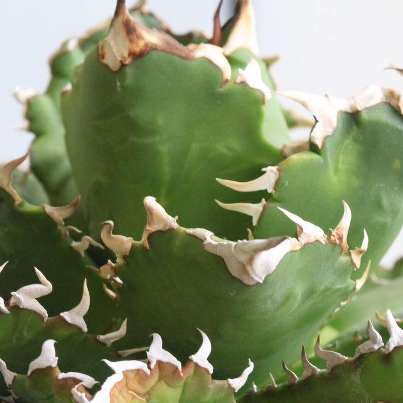 アガベ チタノタ(強刺） | hanayoshi-botanical