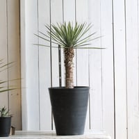 ユッカ ロストラータ ブルーサンダー② | hanayoshi-botanical