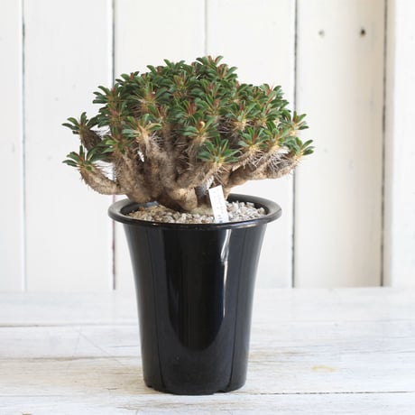 Euphorbia ギラミニアーナ