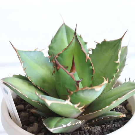 Agave　シエラミクスティカ