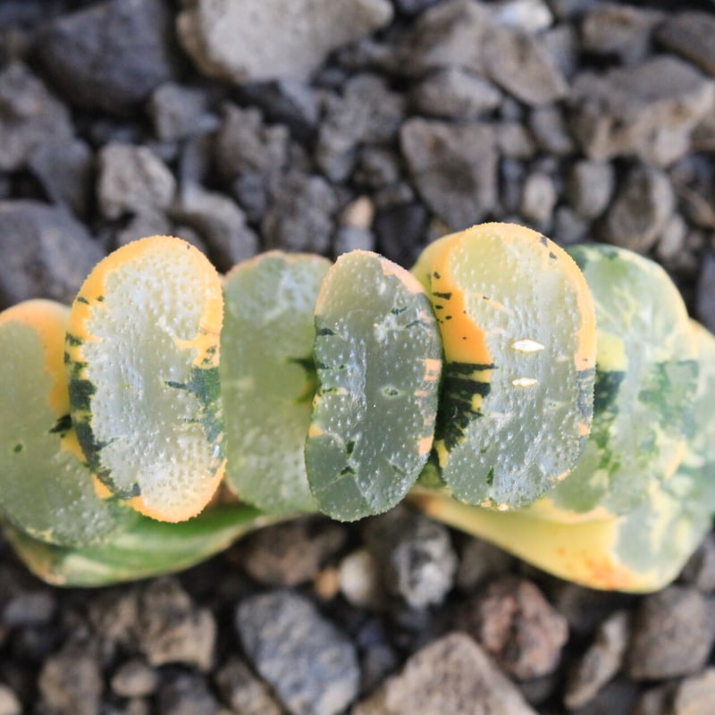 ハオルチア 玉扇錦 北斎錦 | hanayoshi-botanical