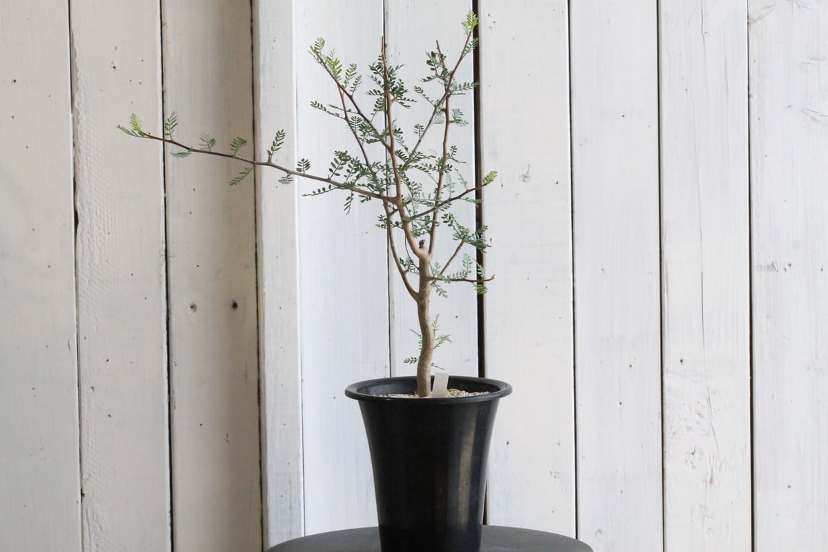 ブルセラミクロフィラ　実生　ブルセラ　コミフォラ Bursera microphilla【ブルセラ・ミクロフィラ・実生】 | RIMO'S