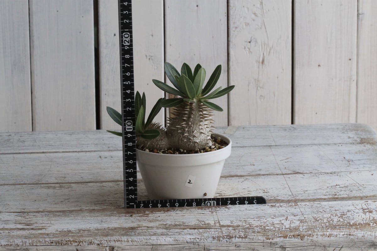 パキポディウム レウコキサンツム×タッキー② | hanayoshi-botanical