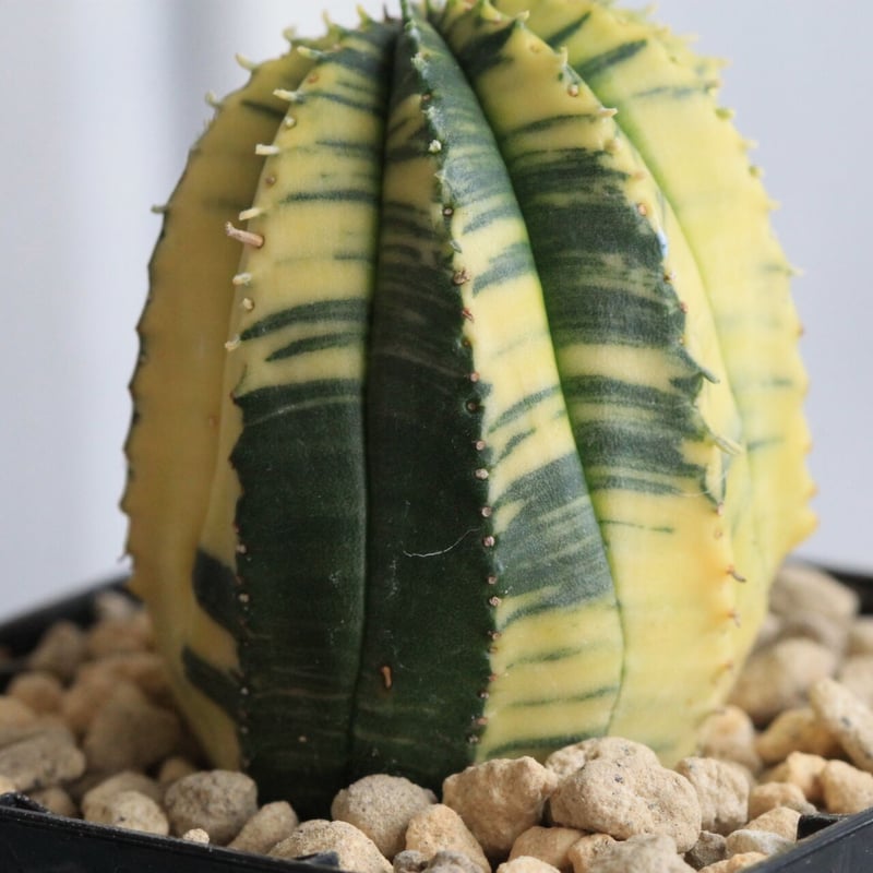 ユーフォルビア 魔紅麒麟錦　カキコ含む　一鉢　サボテン　多肉植物 ユーフォルビア 魔紅麒麟錦 カキコ含む 一鉢 サボテン 多肉植物