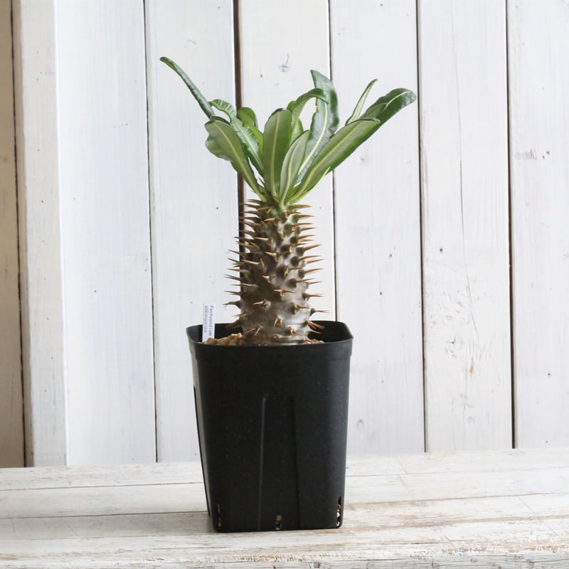 パキポディウム アンボンゲンセ 実生 | hanayoshi-botanical