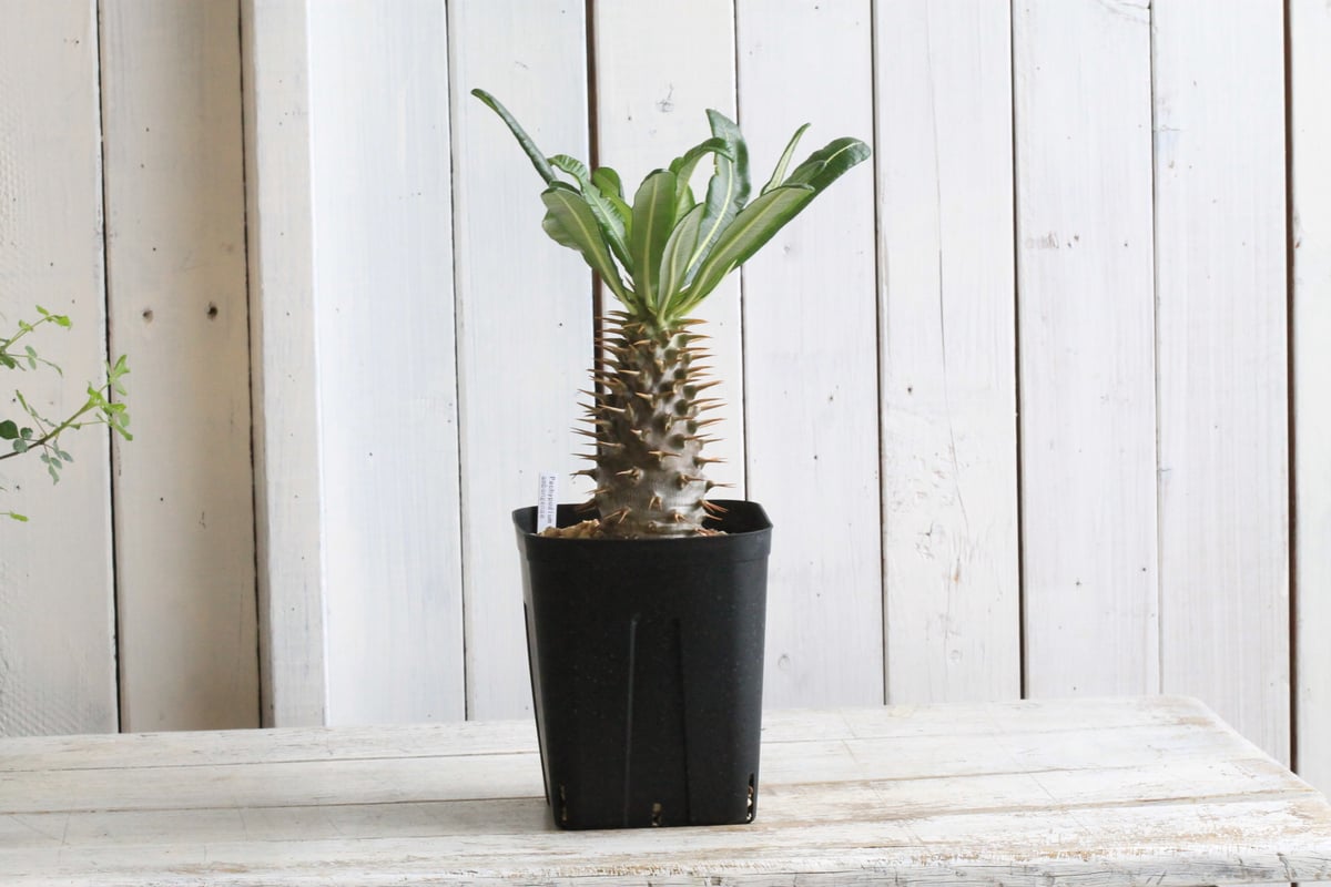 パキポディウム アンボンゲンセ 実生 | hanayoshi-botanical