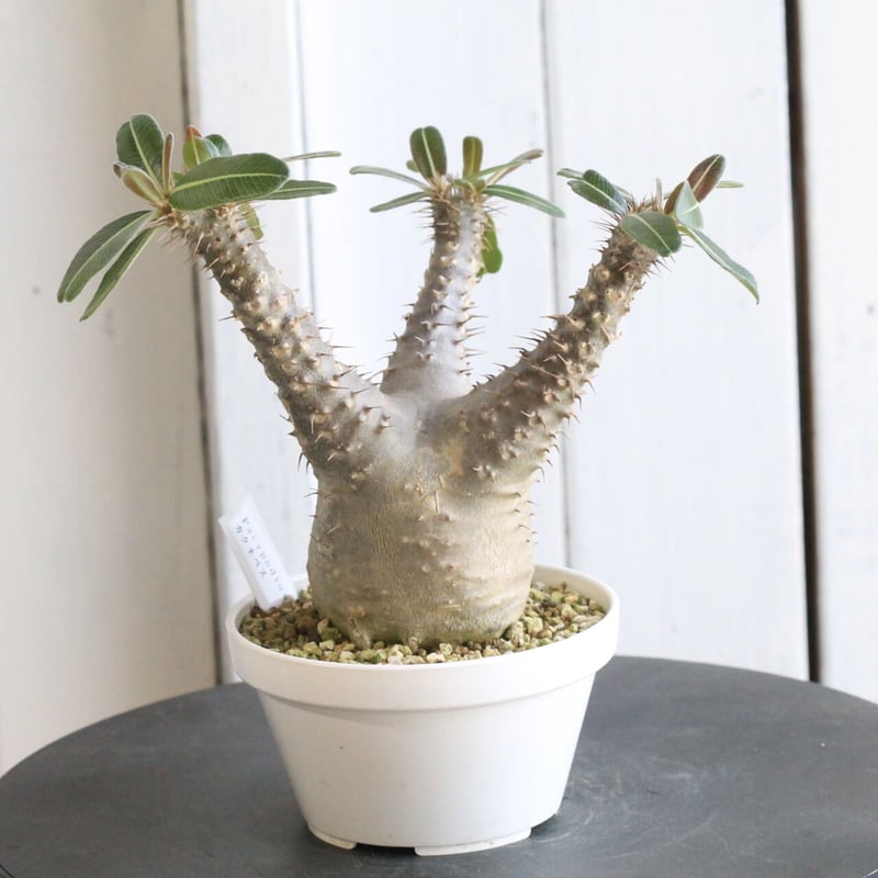 パキポディウム カクチペス | hanayoshi-botanical