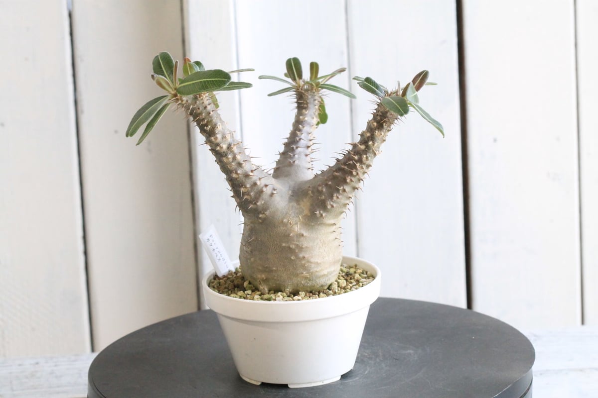 memukuspicygem pot 植物鉢 アガベ パキポディウム memukuspicygem pot 植物鉢 アガベ パキポディウム
