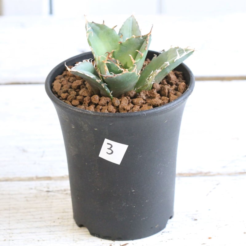 アガベ チタノタ スーパー白鯨 | hanayoshi-botanical