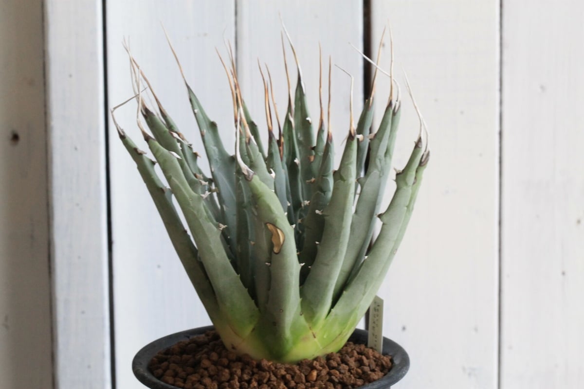 アガベ ユタエンシス | hanayoshi-botanical