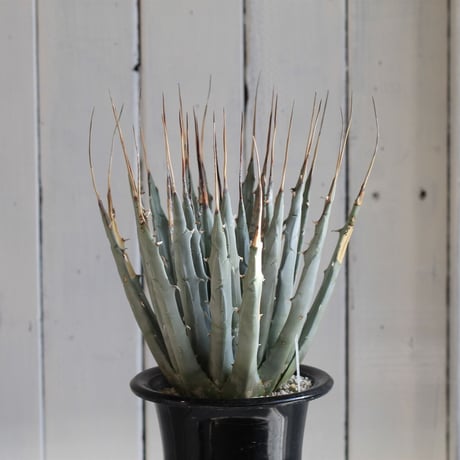 Agave ユタエンシス エボリスピナ