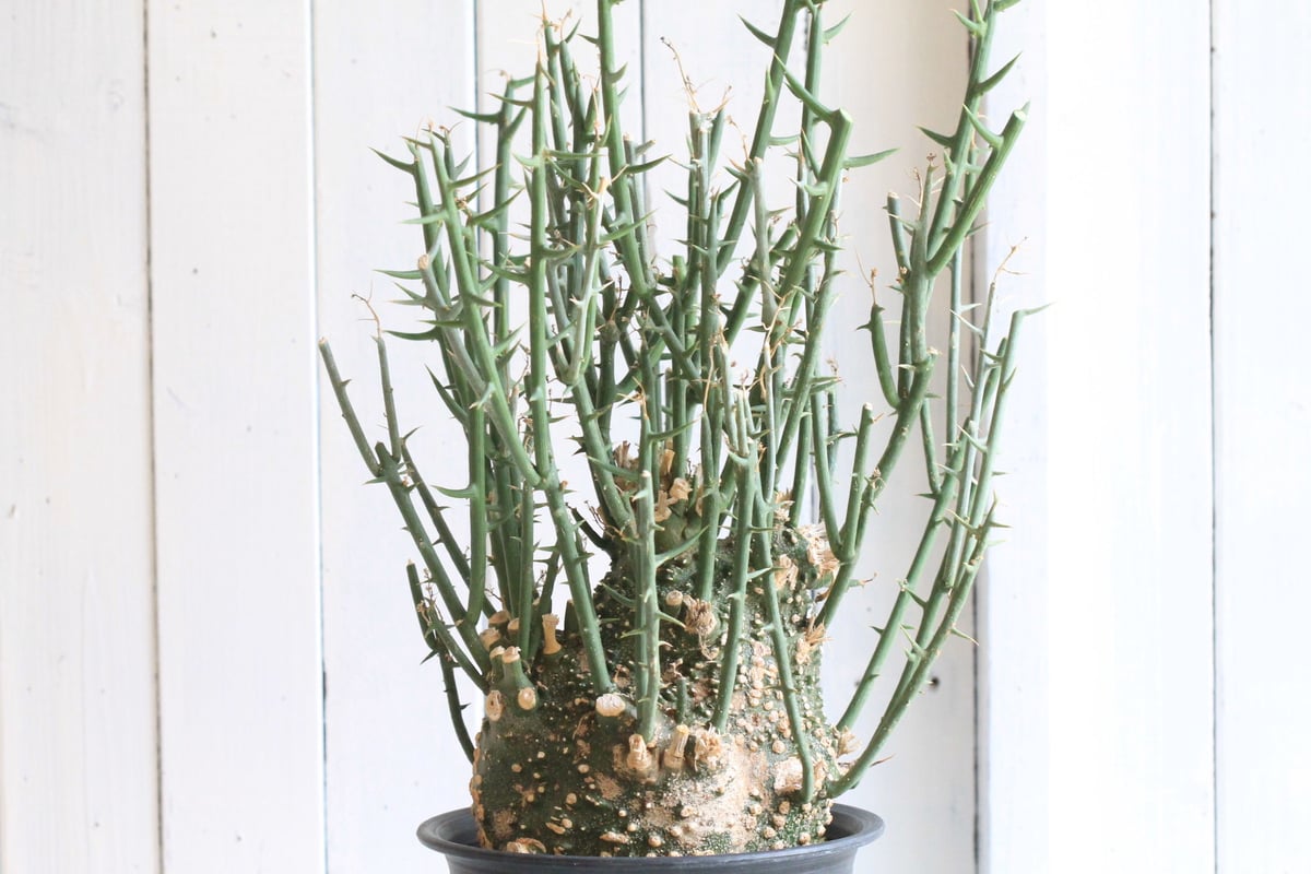 週末セール値下げ不可　アデニア　グロボーサ アデニア グロボーサ 【公式通販】