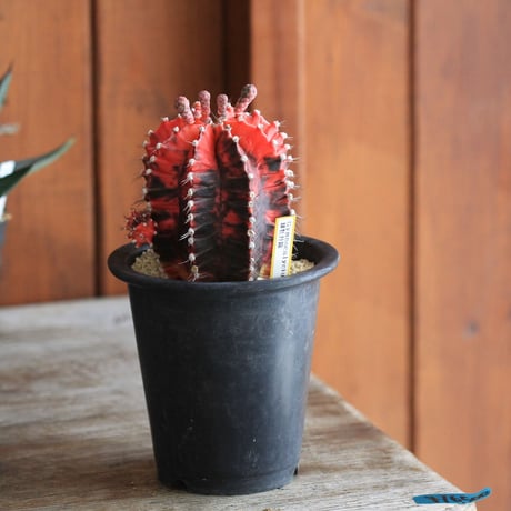Gymnocalycium 緋牡丹錦