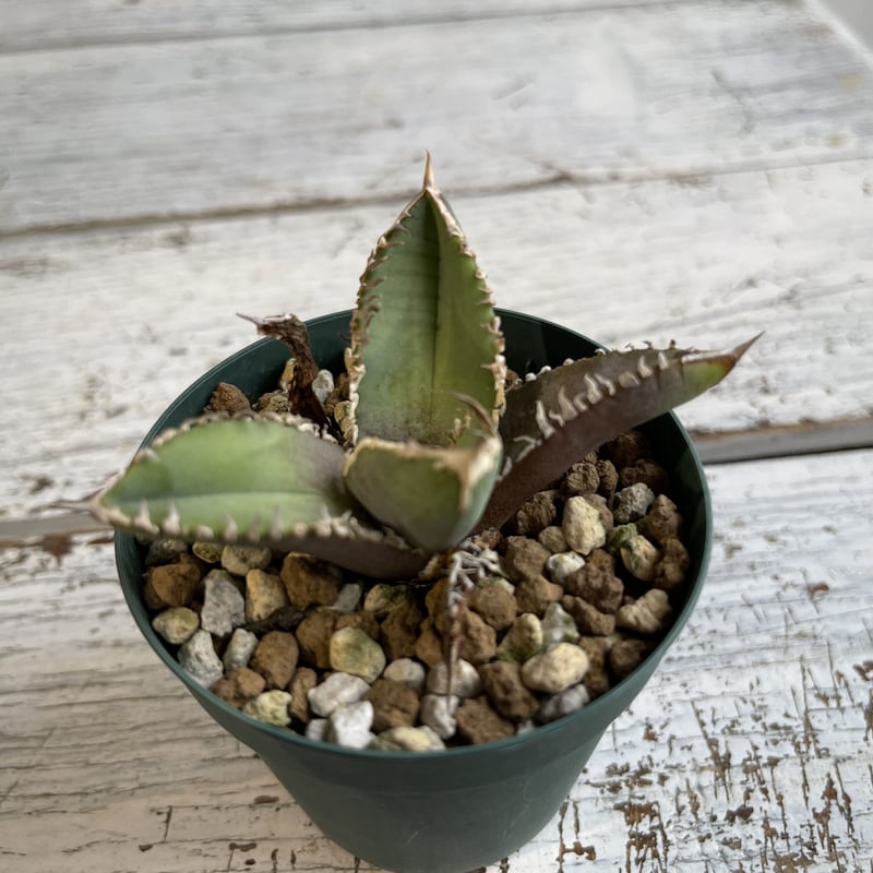 アガベ チタノタ（裏刺） | hanayoshi-botanical