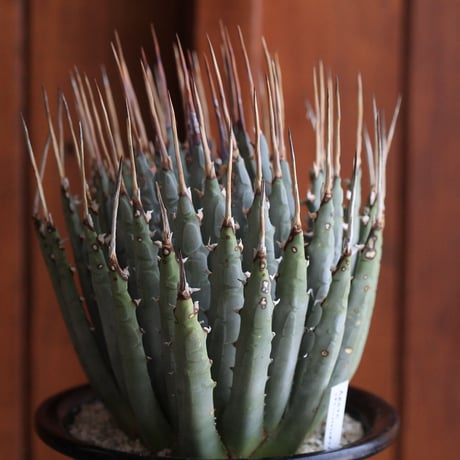 Agave　ユタエンシス　エボリスピナ