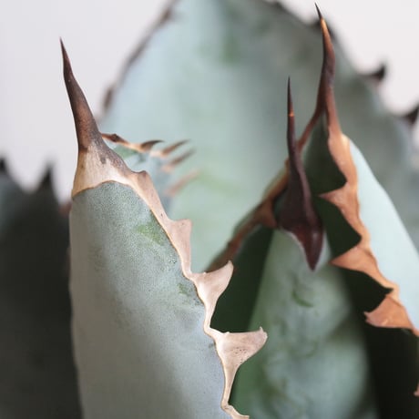 Agave titanota  ブラック＆ブルー