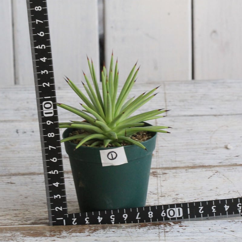 【現品】アガベ・ストリクタ　吹上（ふきあげ）10号　G8番 楽天市場】【現品・現物】アガベ・ストリクタ 吹上（ふきあげ