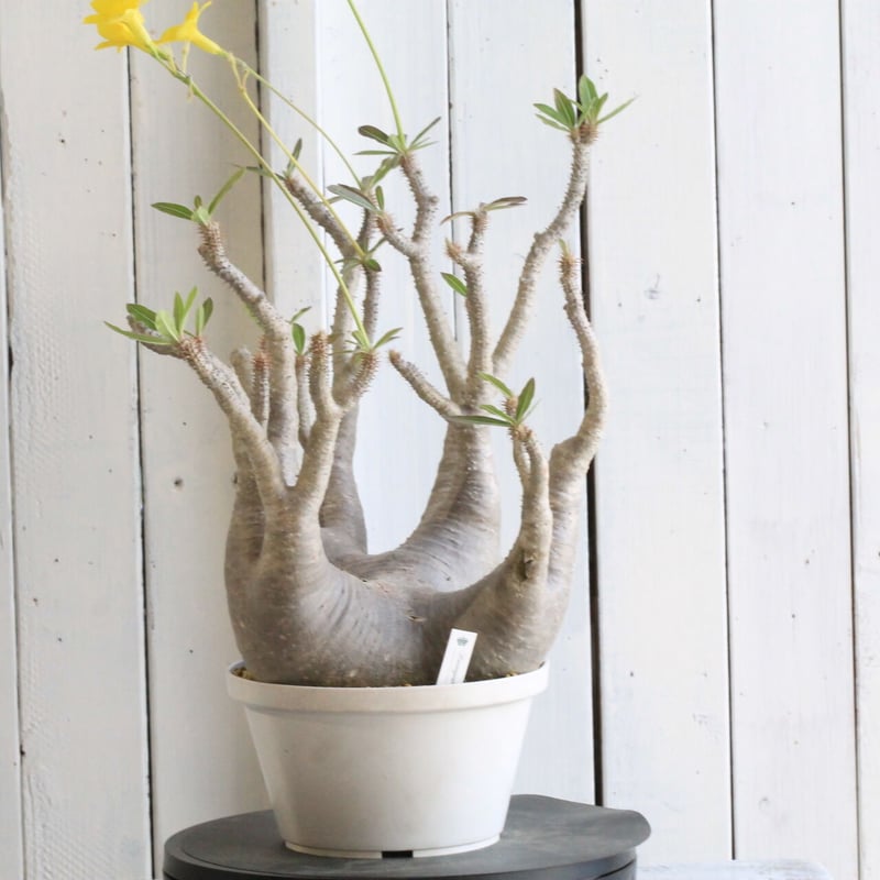 パキポディウム マカイエンセ パキポディウム マカイエンセ 実生 売り切れていましたが売り場