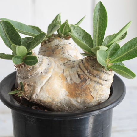 pachypodium エブレネウム