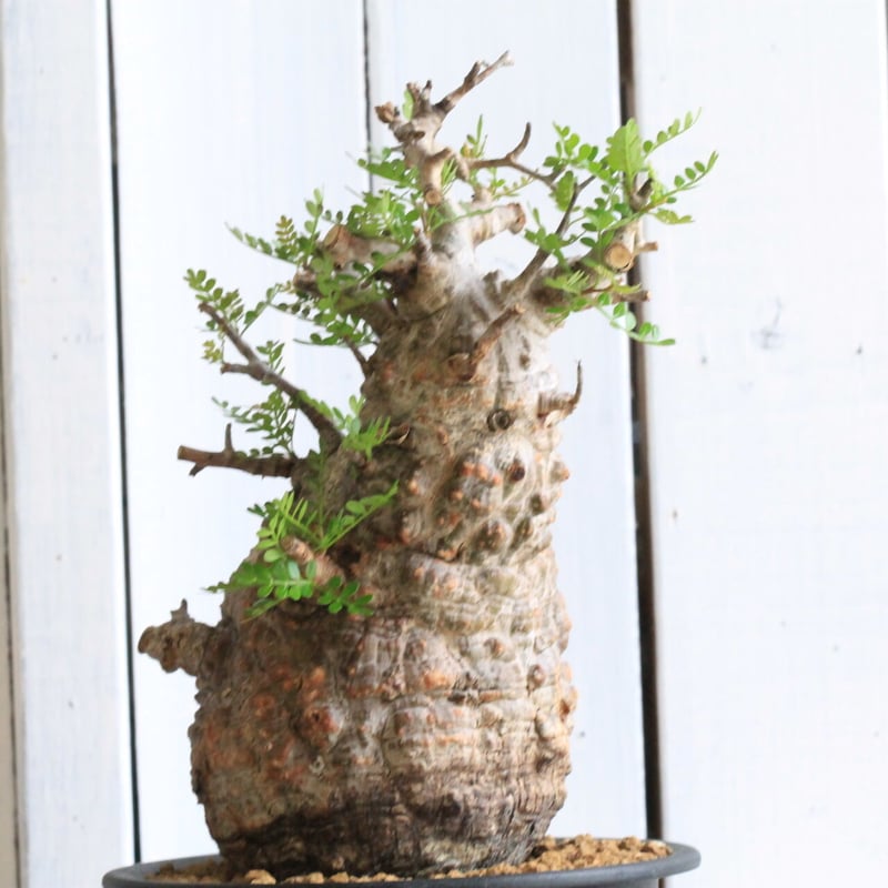 1オペルクリカリア パキプス | hanayoshi-botanical