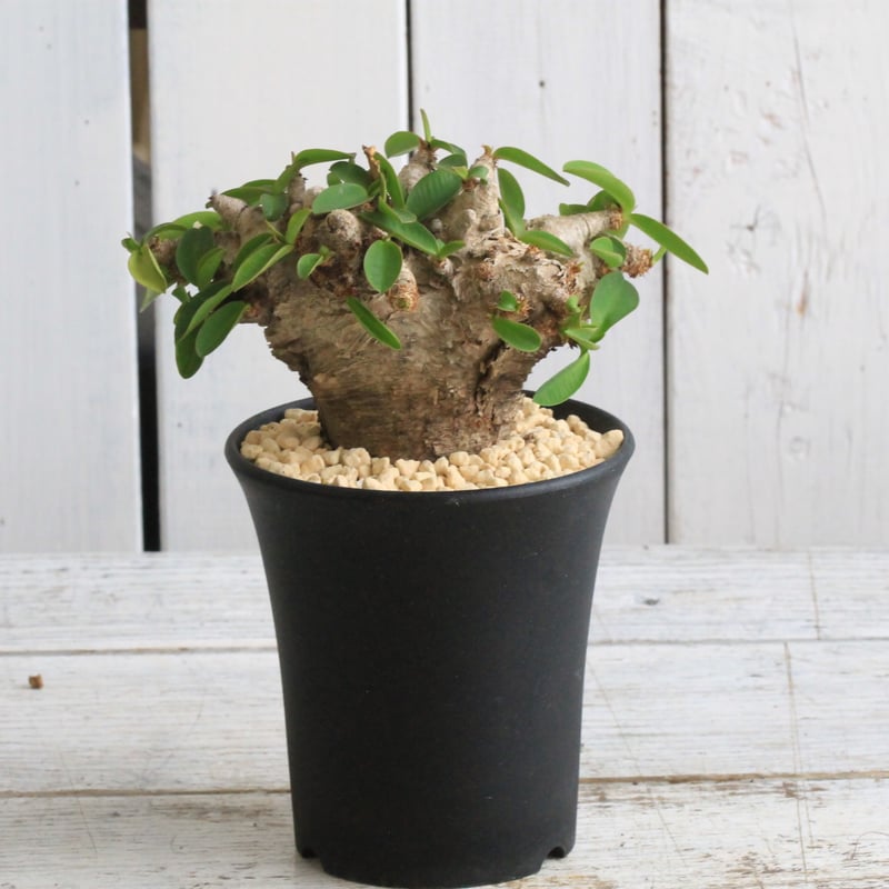 ユーフォルビア　プリムリフォリア　現地球 isla del pescado - Euphorbia primulifolia-地むぐり花キリン