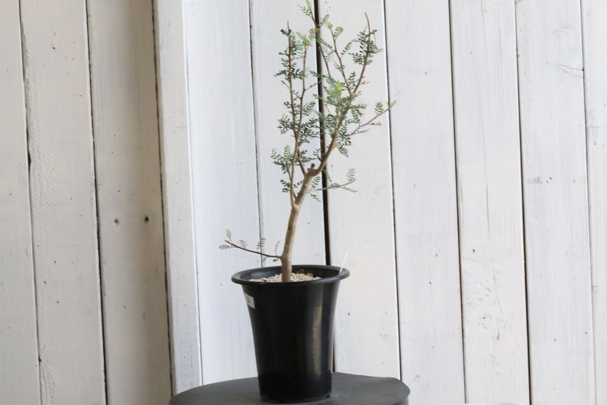 ブルセラミクロフィラ　実生　ブルセラ　コミフォラ Bursera microphilla【ブルセラ・ミクロフィラ・実生】 | RIMO'S