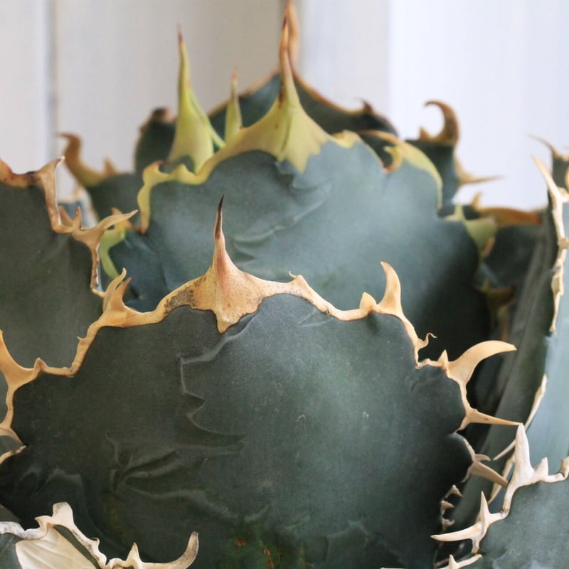 アガベ チタノタ 白鯨 | hanayoshi-botanical