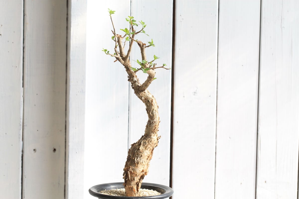 【10/13迄割引】ブルセラ・パラドクサ（実生） Bursera fagaroides【ブルセラ・ファガロイデス・実生】 | Pay ID