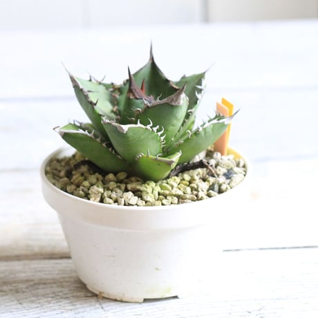 Agave titanota FO76