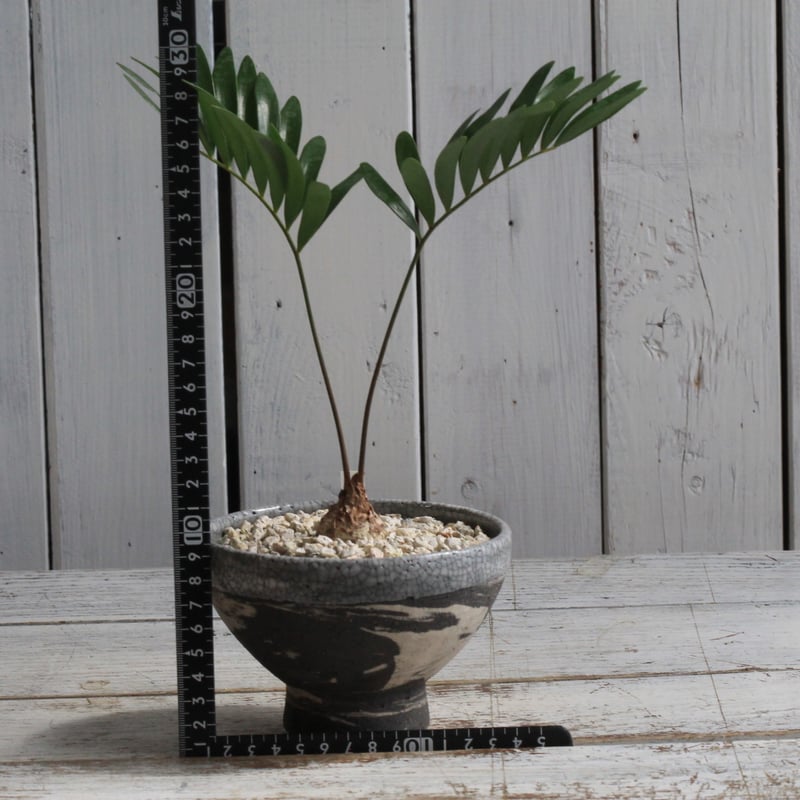 ザミア フロリダーナ　稀少な4頭極上株 ザミア フロリダーナ 超希少4頭の極上株！ 【公式通販】