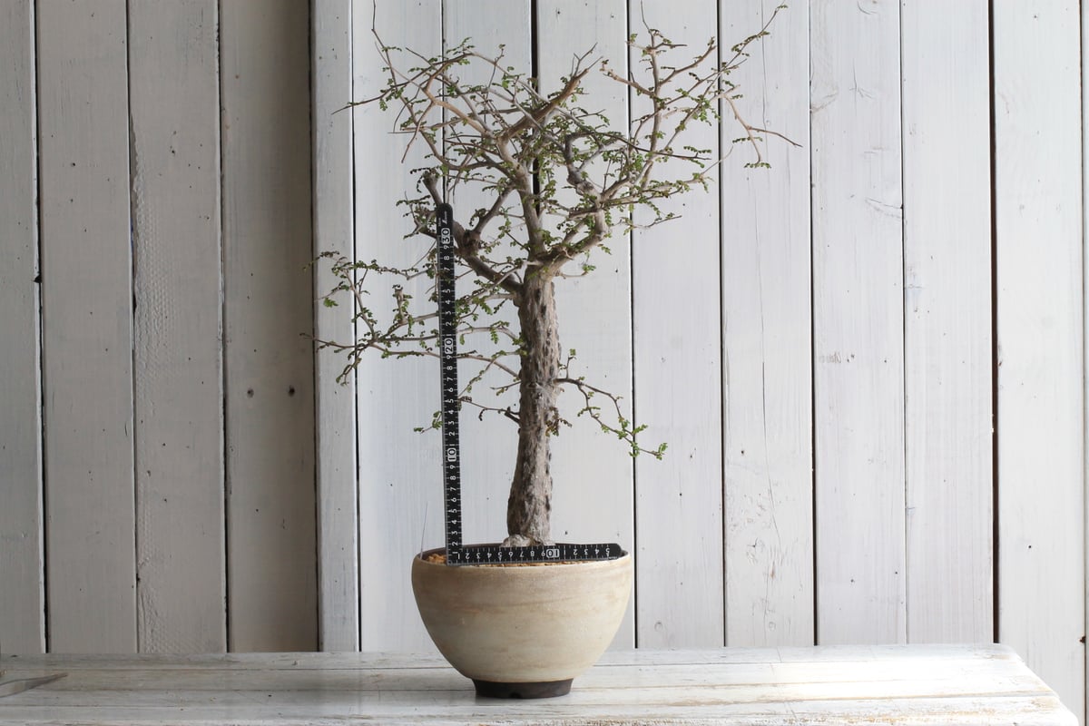 オペルクリカリア デカリー yaji²ポット | hanayoshi-botanical