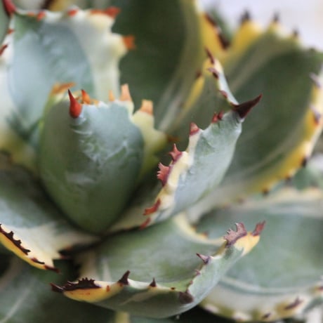 Agave 王妃カブトガニ錦
