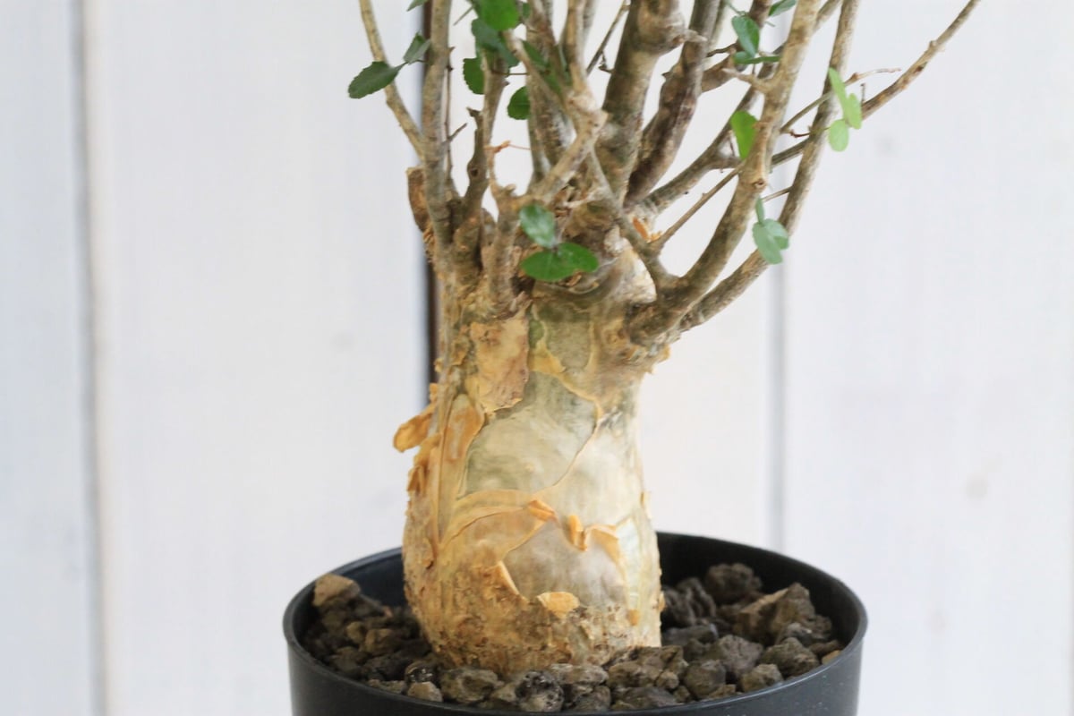 コミフォラ　フンベルティ　盆栽　白肌 コミフォラ フンベルティ | hanayoshi-botanical