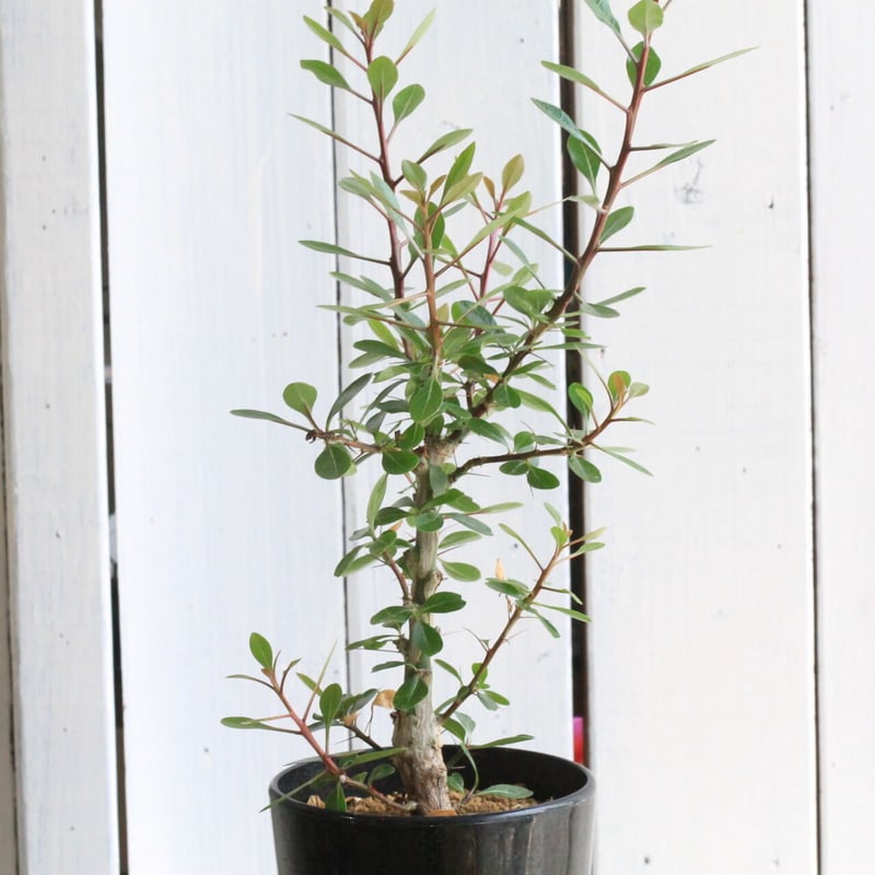 小振 バランス良し 国内 実生 フォークイエリア ファシクラータ 検 プルプシー フォークイエリア ファシクラータ | STELLA.PLANTS