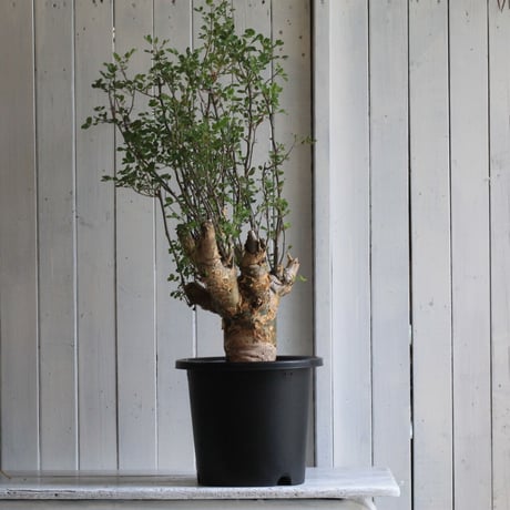 Bursera ファガロイデス
