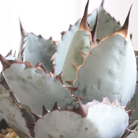 Agave titanota  ブラック＆ブルー