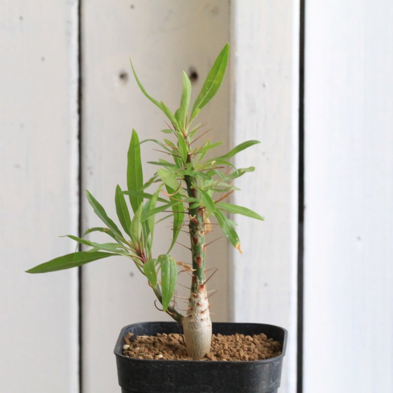 yukkeフォークイエリア　プルプシー 鉢込み フォークイエリア・プルプシー | trigger