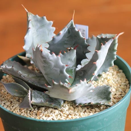 agave isthmensis アガベ　イスツメンシス