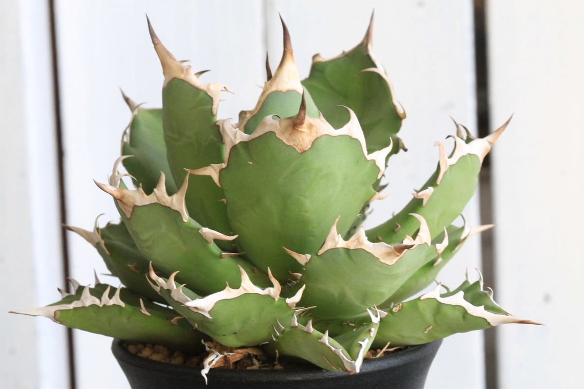 アカベ　姫巌竜　親株　WP鉢付き アカベ 姫巌竜 親株 WP鉢付き アカベ 姫巌竜 親株 WP鉢付き